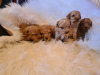 Photo №3. Labradoodle puppies. Serbia