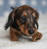 Additional photos: Wirehaired dachshund rabbit puppies, boys, 3 months