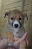 Photo №1. non-pedigree dogs - for sale in the city of Nizhny Novgorod | Is free | Announcement № 9673