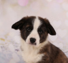 Photo №1. welsh corgi - for sale in the city of Dnipro | 887$ | Announcement № 13115