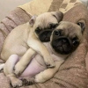 Photo №1. pug - for sale in the city of Berlin | negotiated | Announcement № 124990