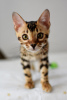 Photo №1. bengal cat - for sale in the city of Minsk | 377$ | Announcement № 94112