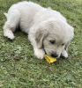 Photo №1. golden retriever - for sale in the city of Montreal | negotiated | Announcement № 42615