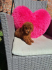 Photo №1. poodle (dwarf) - for sale in the city of Belgrade | negotiated | Announcement № 117360