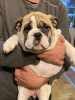 Additional photos: English bulldog