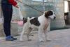 Photo №1. central asian shepherd dog - for sale in the city of Odessa | 710$ | Announcement № 16498