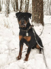 Photo №4. I will sell rottweiler in the city of Москва. private announcement - price - Is free