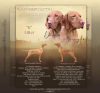 Photo №4. I will sell  in the city of Budapest. breeder - price - 1374$