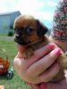 Photo №4. I will sell chihuahua in the city of Brovary. private announcement - price - 365$