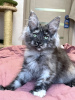 Additional photos: Maine Coon Polydactyl Girl