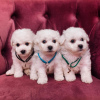Photo №1. bichon frise - for sale in the city of Degerby | 391$ | Announcement № 84222