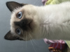Photo №1. siamese cat - for sale in the city of Tiraspol | 118$ | Announcement № 11270