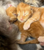 Photo №2 to announcement № 104574 for the sale of maine coon - buy in Germany breeder
