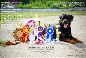 Photo №3. Rottweiler puppies. Russian Federation