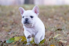 Additional photos: French Bulldog puppies, available for sale