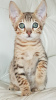 Photo №1. savannah cat - for sale in the city of Jülich | 402$ | Announcement № 97911