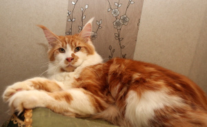 Photo №4. I will sell maine coon in the city of St. Petersburg. from nursery - price - 402$