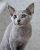 Photo №2 to announcement № 118428 for the sale of russian blue - buy in Finland private announcement, breeder