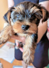 Additional photos: Loving Yorkshire Terrier puppy ready for sale.