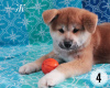Additional photos: Akita inu puppies. Japanese akita