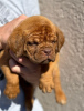 Photo №2 to announcement № 102896 for the sale of dogue de bordeaux - buy in Serbia private announcement