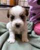 Photo №2 to announcement № 119731 for the sale of jack russell terrier - buy in Serbia 