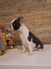 Photo №2 to announcement № 94816 for the sale of boston terrier - buy in Serbia 