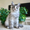 Photo №2 to announcement № 120783 for the sale of maine coon - buy in Germany private announcement