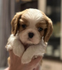 Photo №4. I will sell cavalier king charles spaniel in the city of Daugavpils. breeder - price - negotiated