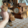 Photo №2 to announcement № 43029 for the sale of yorkshire terrier - buy in Germany private announcement