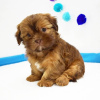 Photo №2 to announcement № 42828 for the sale of shih tzu - buy in United States breeder