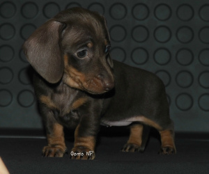 Photo №3. TAXES / mini puppies - CHOCOLATE color. Russian Federation