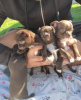 Additional photos: Chihua Hua puppies