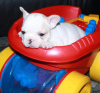 Additional photos: French bulldog puppies!