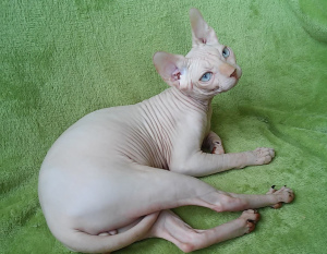 Photo №2 to announcement № 5080 for the sale of sphynx-katze - buy in Ukraine from nursery