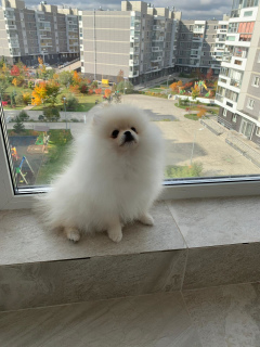Photo №4. I will sell pomeranian in the city of Minsk. private announcement - price - 900$