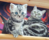 Photo №1. british shorthair - for sale in the city of St. Gallen | 423$ | Announcement № 58435