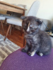 Photo №1. scottish fold - for sale in the city of Стамбул | 200$ | Announcement № 20225