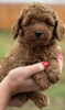 Photo №1. poodle (dwarf) - for sale in the city of Zrenjanin | negotiated | Announcement № 75332