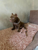 Additional photos: American Bully Exotic Micro puppies