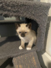 Photo №1. siamese cat - for sale in the city of Hannover | Is free | Announcement № 95894