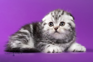 Photo №3. Scottish kittens - silver marble boy. Belarus