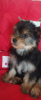 Photo №1. yorkshire terrier - for sale in the city of Minsk | 302$ | Announcement № 116115