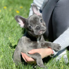 Photo №2 to announcement № 38210 for the sale of french bulldog - buy in United States private announcement, from nursery