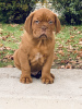 Photo №2 to announcement № 8072 for the sale of dogue de bordeaux - buy in Hungary breeder