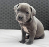 Photo №1. american pit bull terrier - for sale in the city of Гамбург | negotiated | Announcement № 116615