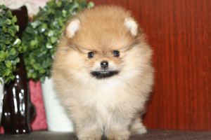 Photo №2 to announcement № 5513 for the sale of pomeranian - buy in Russian Federation from nursery, breeder