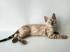 Photo №2 to announcement № 12164 for the sale of bengal cat - buy in Ukraine from nursery