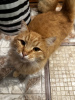 Photo №3. The affectionate, young, beautiful red cat Tosha is in good hands!. Russian Federation