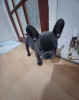 Photo №1. french bulldog - for sale in the city of Tallinn | 350$ | Announcement № 127517